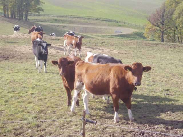 Colostrum GRATIS* bis zum 31.08.2012